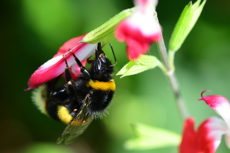 Macro shot of a bumble bee pollinating a salvia flowerの写真素材