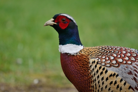 Close up portrait of a cock pheasant in the wildの写真素材