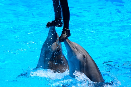 Close up of a two dolphins lifting a person out of the water during a dolphin showの写真素材