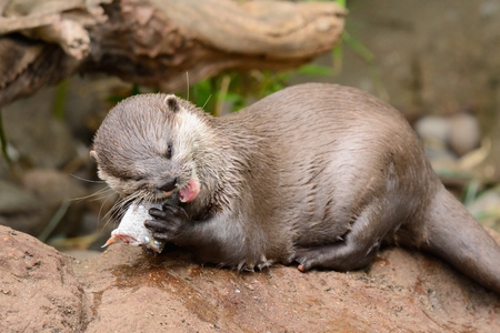 Close up portrait of an Asian short clawed otter eating a fishの写真素材
