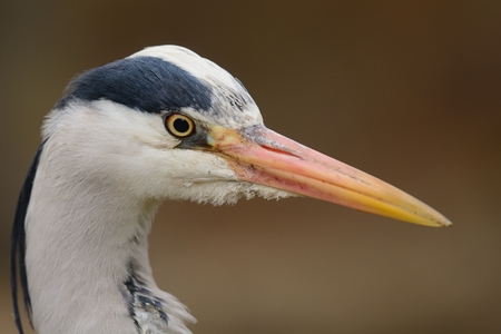 Close up head shot of a heronの写真素材