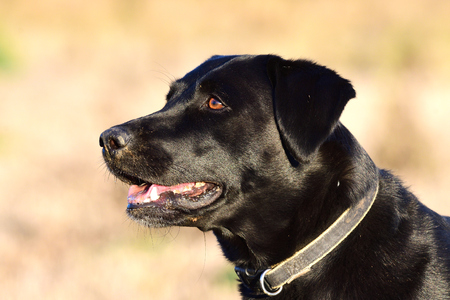 Head shot of a cute black Labrador retrieverの写真素材
