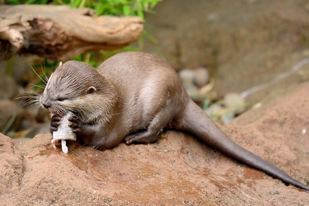 Asian short clawed otter eating a fishの写真素材