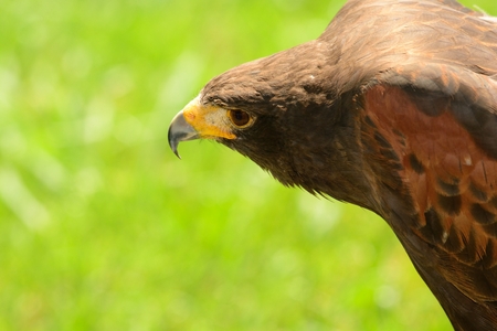 Close up portrait of a Harris hawkの写真素材
