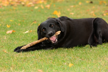 Portrait of a black Labrador chewing a stick in the gardenの写真素材