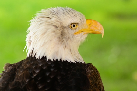 Head shot of a bald eagleの写真素材