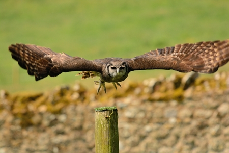 Portrait of an owl in flight
