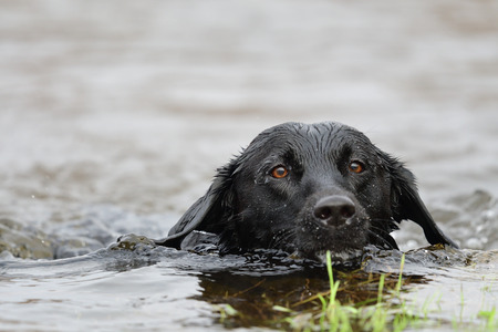 Black Labrador swimming in the waterの写真素材