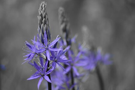 Colorsplash of a row of camassia flowers in bloomの写真素材