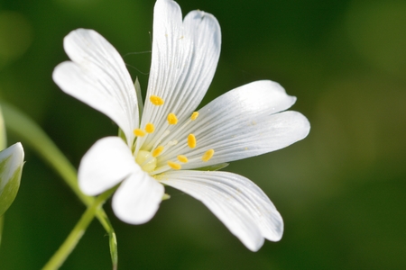 Macro shot of a single stitchwort flower in bloomの写真素材