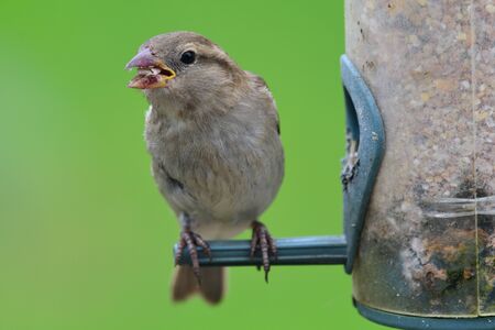 Portrait of a sparrow perching on a bird feederの写真素材