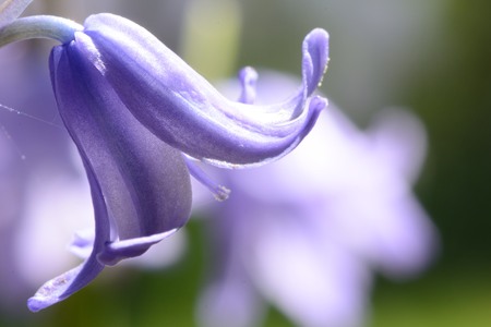 Macro shot of a bluebell flower in bloomの写真素材