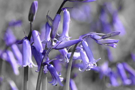 Colorsplash of bluebell flowersの写真素材