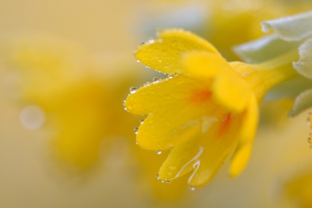 Macro shot of a cowslip flower in bloom (Primula veris)の写真素材