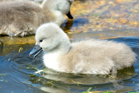 Portrait of a newborn mute swan cygnet (cygnus olor)  in the waterの写真素材