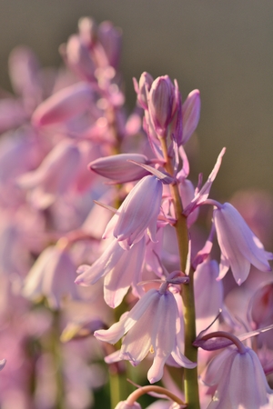 Pink bluebells in bloomの写真素材