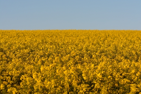 Field of rapeseed (Brassica napus) in bloom