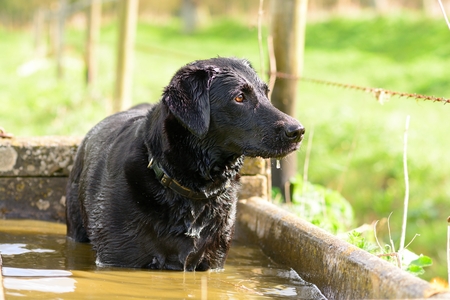 Portrait of a wet black Labrador standing in a water troughの写真素材