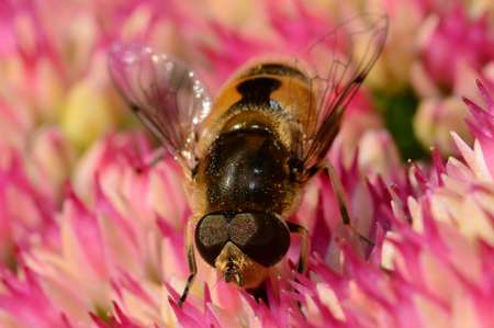 Macro shot of a bee pollinating a sedum flowerの写真素材