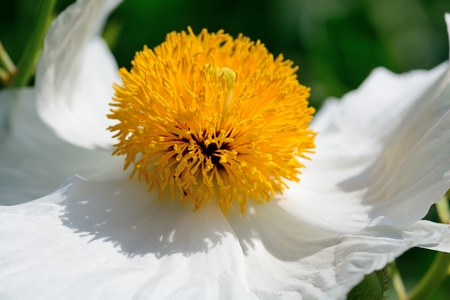 Close up of a romneya flower in bloomの写真素材