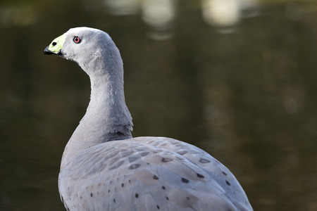 Portrait of a cape barren goose (Cereopsis novaehollandiae) standing by the waters edgeの写真素材