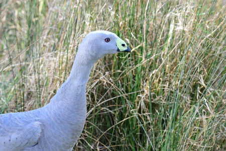 Close up portrait of a cape barren gooseの写真素材