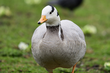 Close up portrait of a bar headed gooseの写真素材