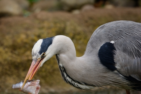 Close up portrait of a heron with a fish in it's mouthの写真素材