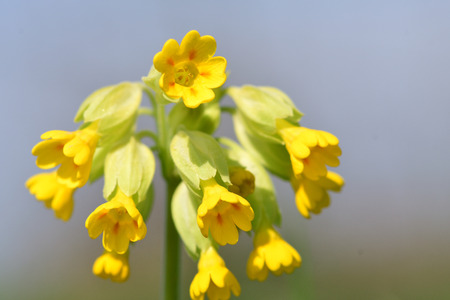Close up of cowslips in bloomの写真素材
