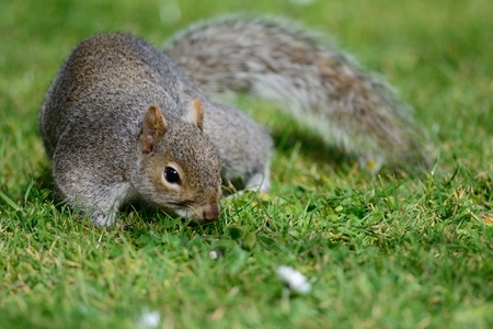 Close up portrait of a grey squirrel in the parkの写真素材
