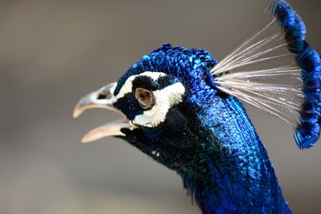 Close uphead shot of a peacockの写真素材