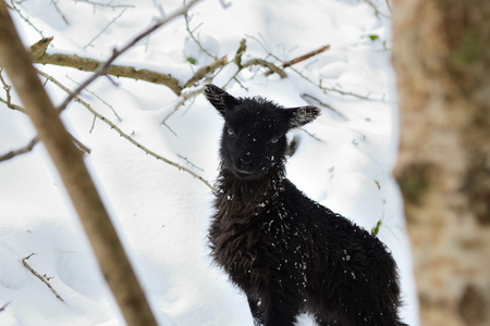 Portrait of a wild lamb outside on a snowy day in Cheddar gorge in Somersetの写真素材