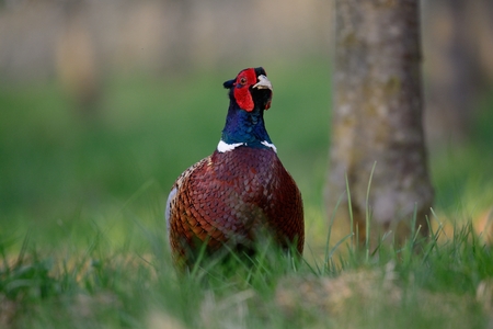 Portrait of a cock pheasant in a meadowの写真素材