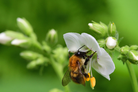 Macro shot of a bee pollianting a Polemonium caeruleum flower (Jacobs ladder)の写真素材