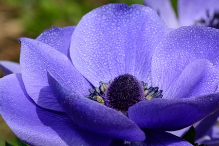 Close up of a purple anemone flower in bloom