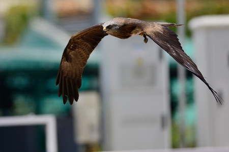 Portrait of a black kite in flightの写真素材