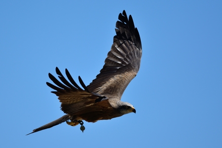 Portrait of a black kite in flightの写真素材