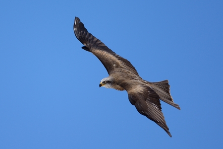 Portrait of a black kite in flightの写真素材