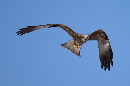 Portrait of a black kite in flightの写真素材