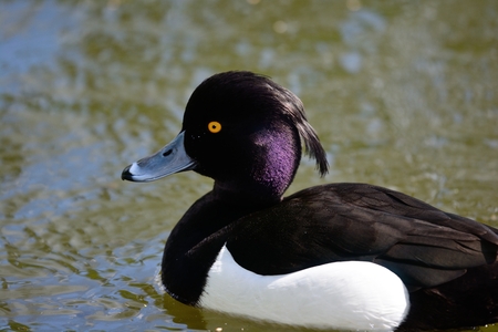 portrait of a tufted duck swimming in the waterの写真素材