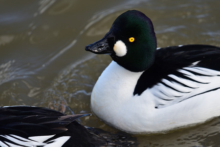 Close up of a goldeneye duck swimming in the waterの写真素材