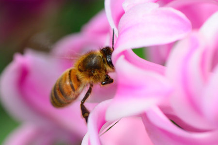 Macro shot of a bee pollinating a pink hyacinth flowerの写真素材