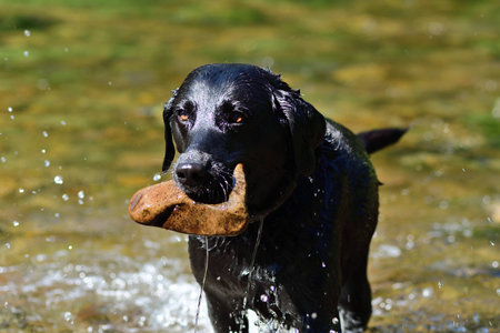 Portrait of a wet black Labrador standing in  a river with a stone in it's mouthの写真素材