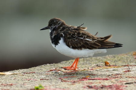 Portrait of a turnstone perching on a wallの写真素材