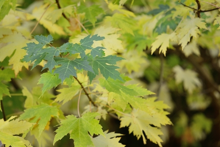 Close up of green autumn leaves