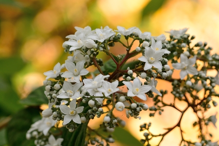 Close up of white flowers on a shrub with a golden backgroundの写真素材