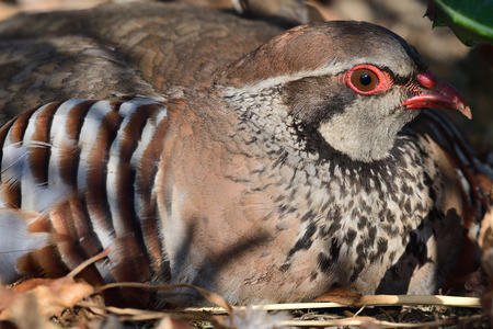 Close up portrait of a red legged partridge (alectoris rufa) sitting on the ground
