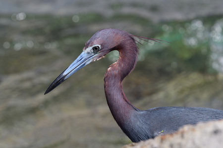 Close up portrait of a little blue heron fishingの写真素材