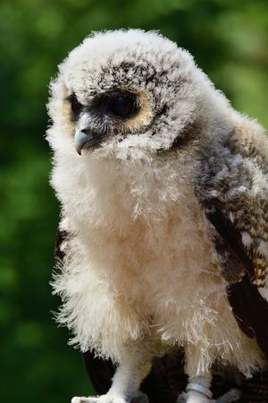 Close up portrait of a baby brown wood owl (strix leptogrammica)の写真素材