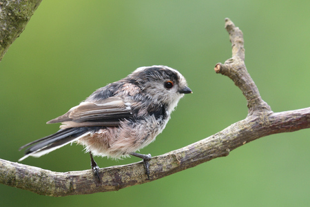 Portrait of a long tailed tit (aegithalos caudatus) perching on a branchの写真素材